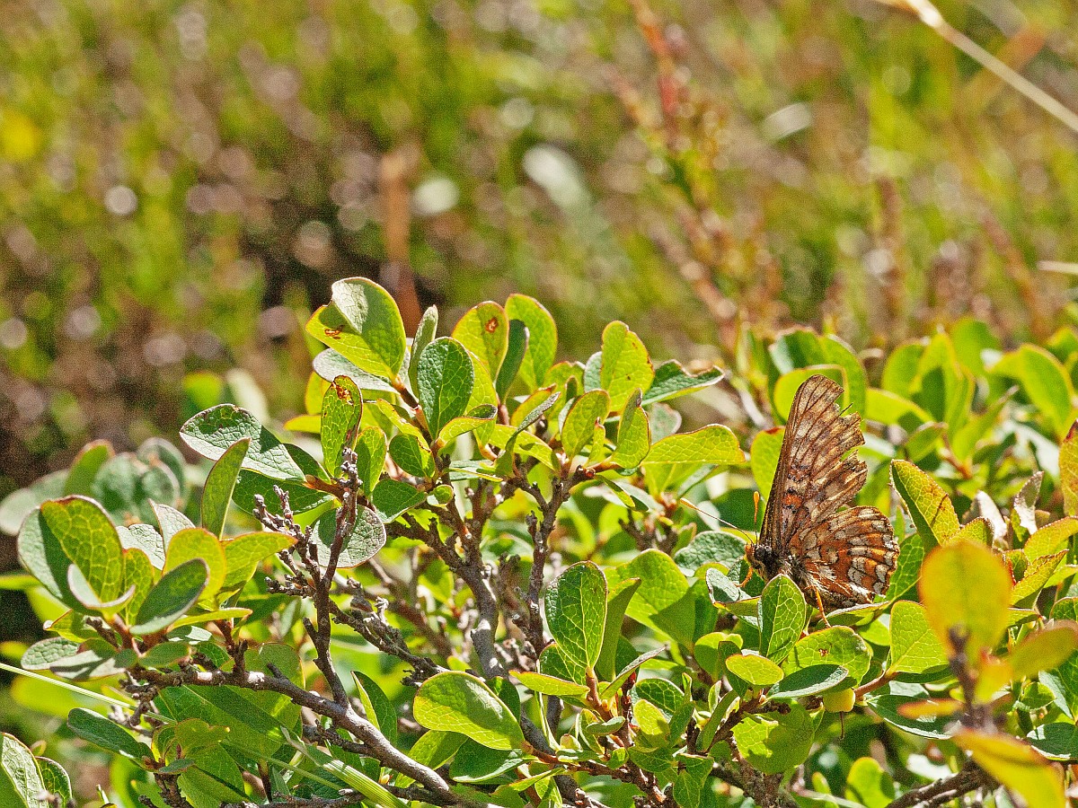 Euphydryas intermedia, Asian Fritillary