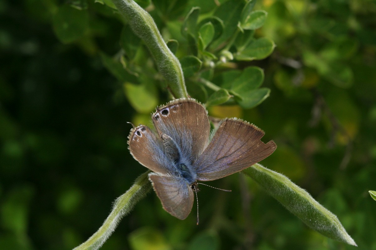Lampides boeticus, Long-tailed Blue