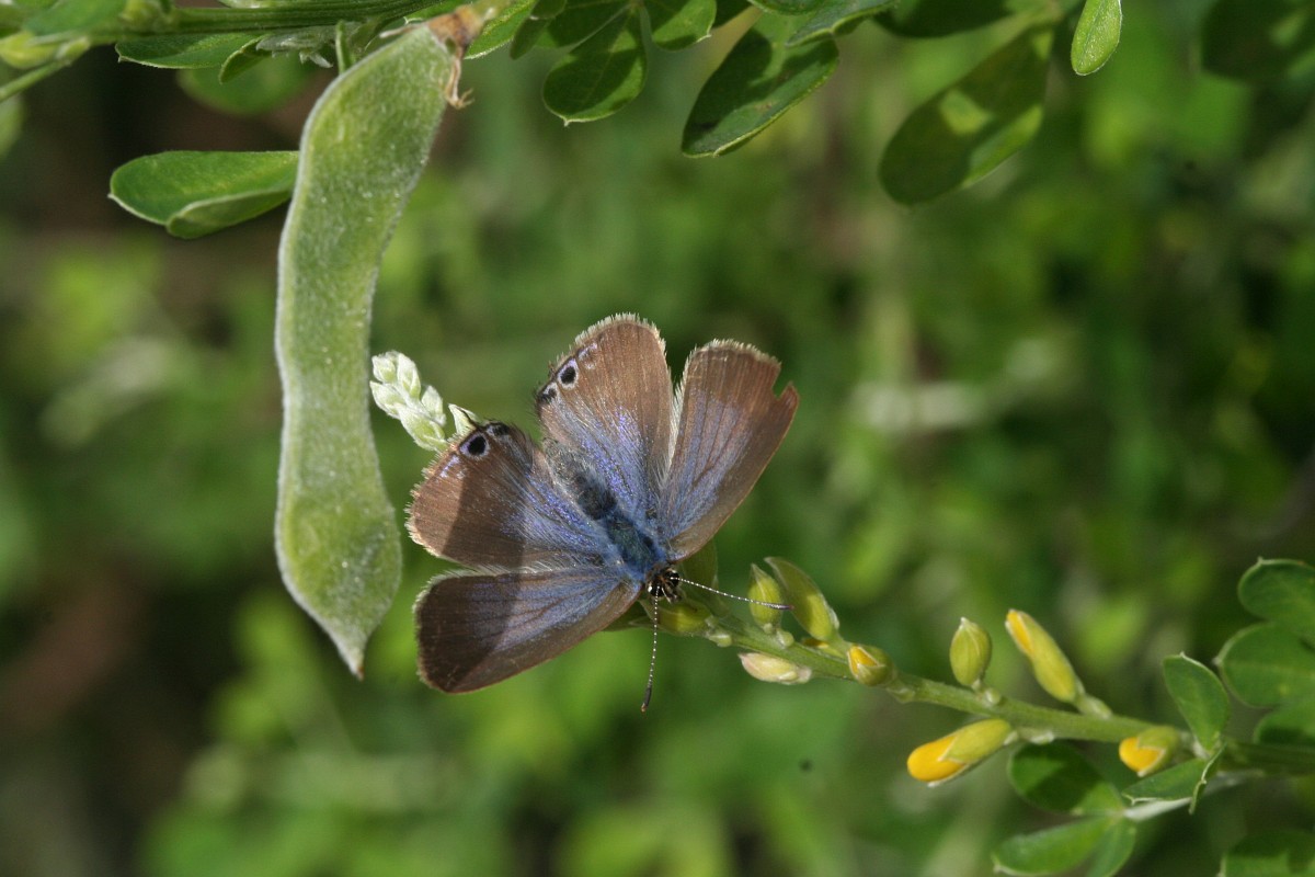 Lampides boeticus, Long-tailed Blue