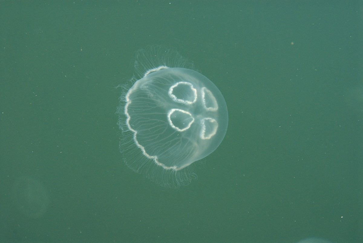 Aurelia aurita, Moon Jellyfish
