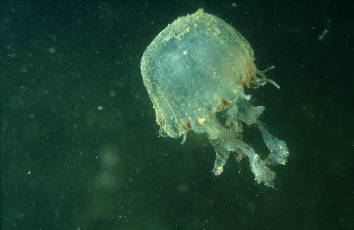 Chrysaora hysoscella, Compass Jellyfish