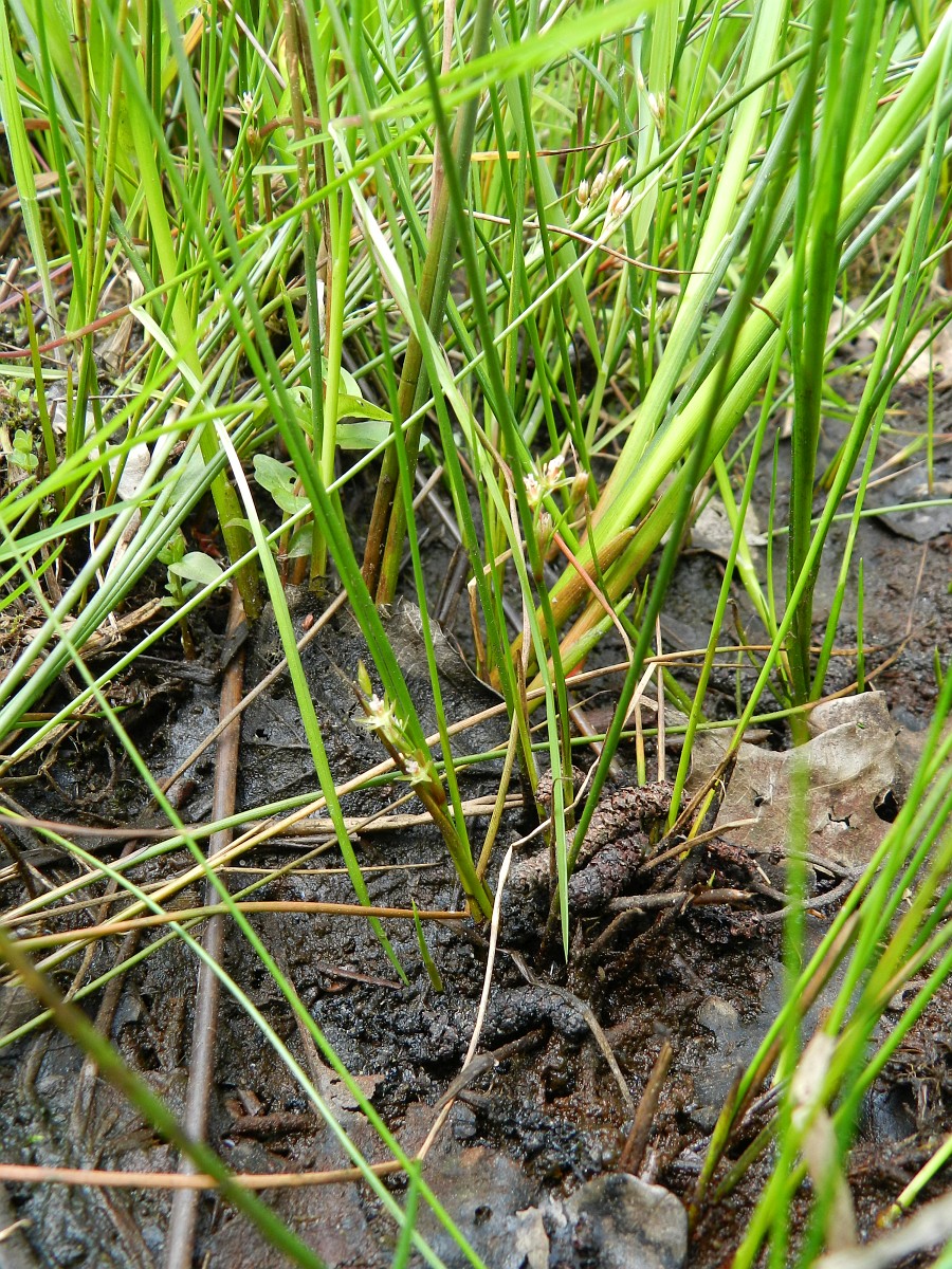 Juncus filiformis, Thread Rush