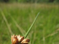 Juncus filiformis, Thread Rush