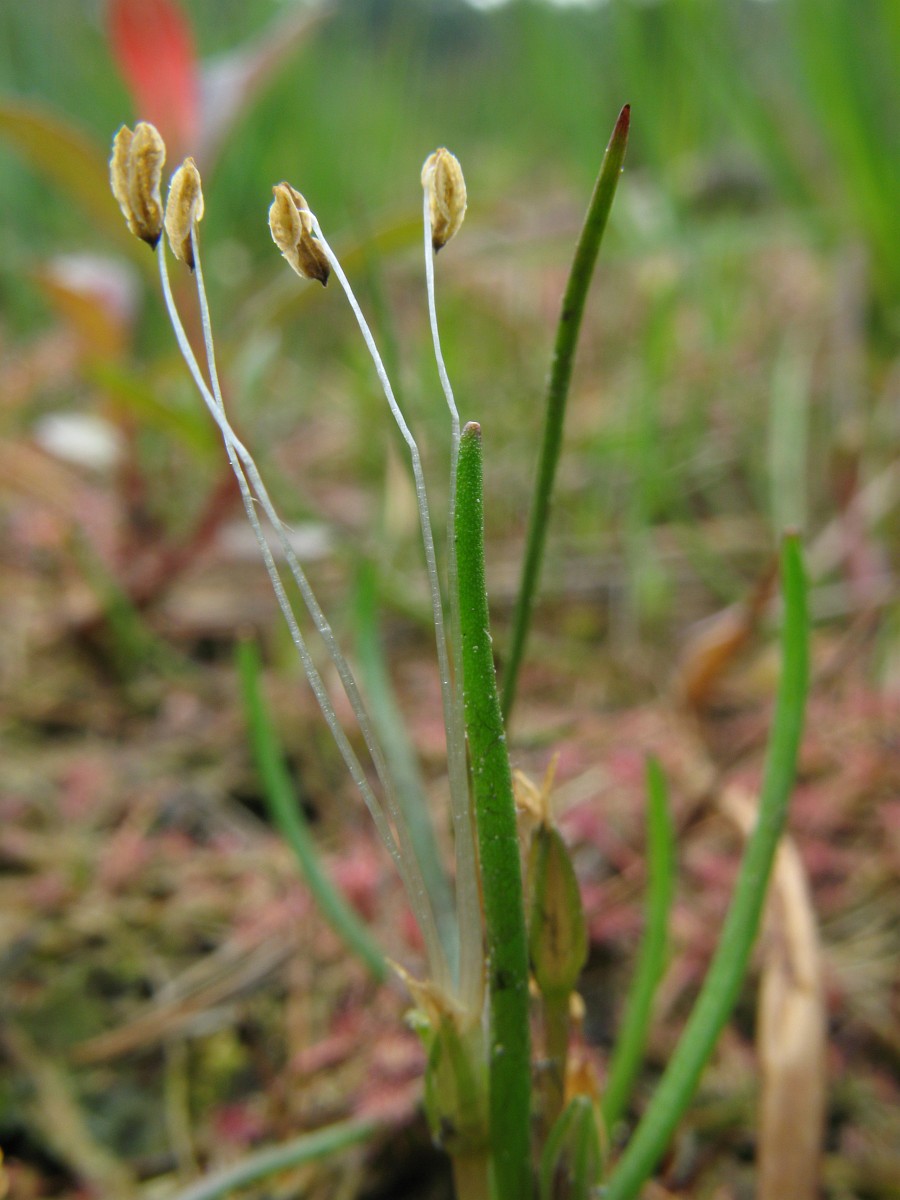Litorella uniflora, Shoreweed
