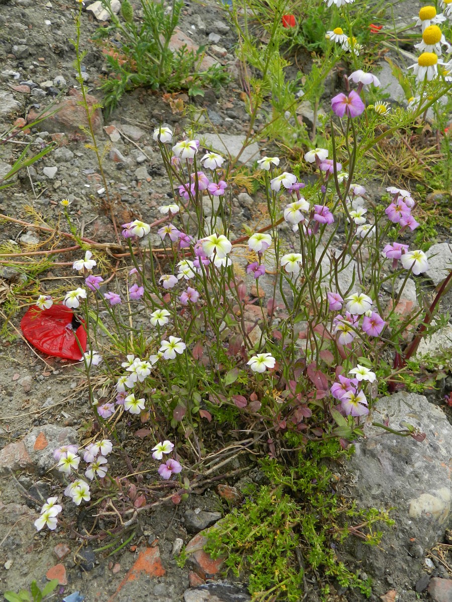 Malcolmia maritima, Virginia Stock