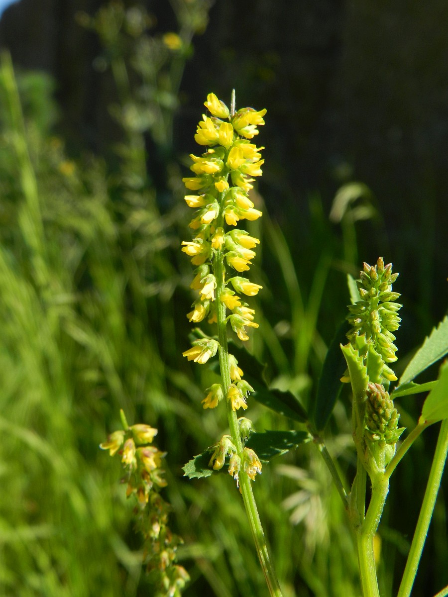 Melilotus indicus, Small Melilot