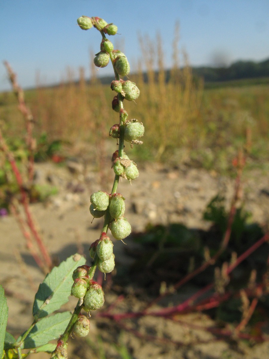 Melilotus indicus, Small Melilot