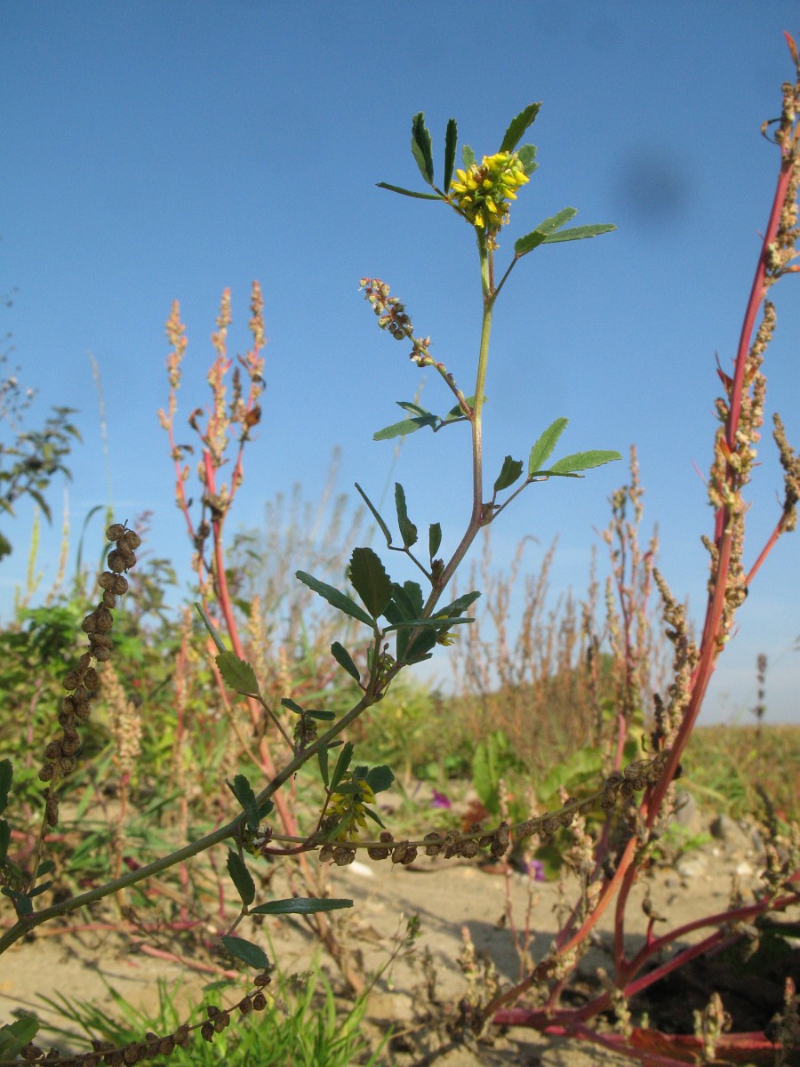 Melilotus indicus, Small Melilot