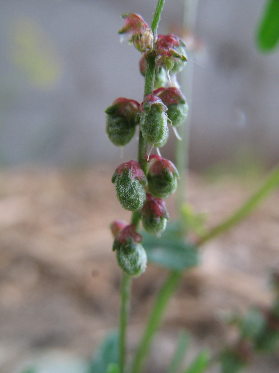 Melilotus indicus, Small Melilot
