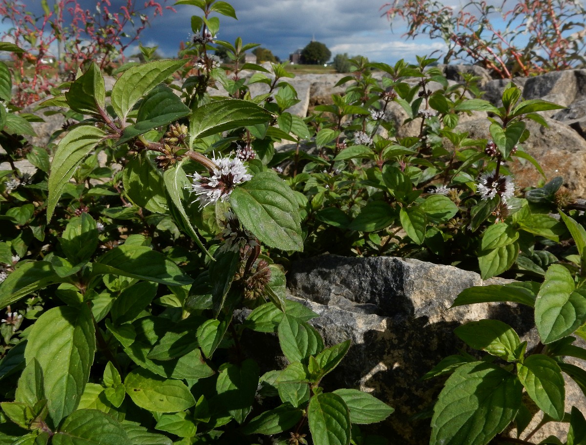 Mentha x verticillata