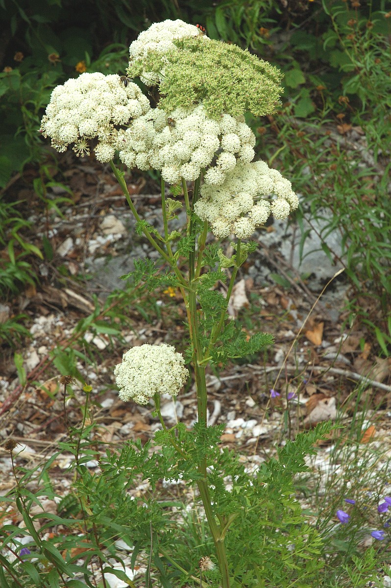 Molospermum peloponnesiacum