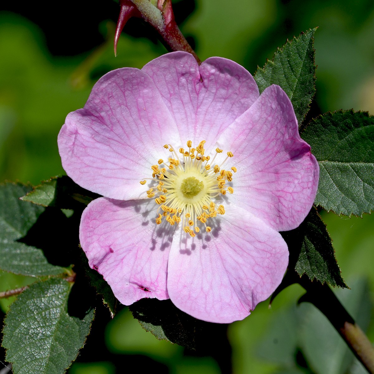 Rosa rubiginosa, Eglantine Rose