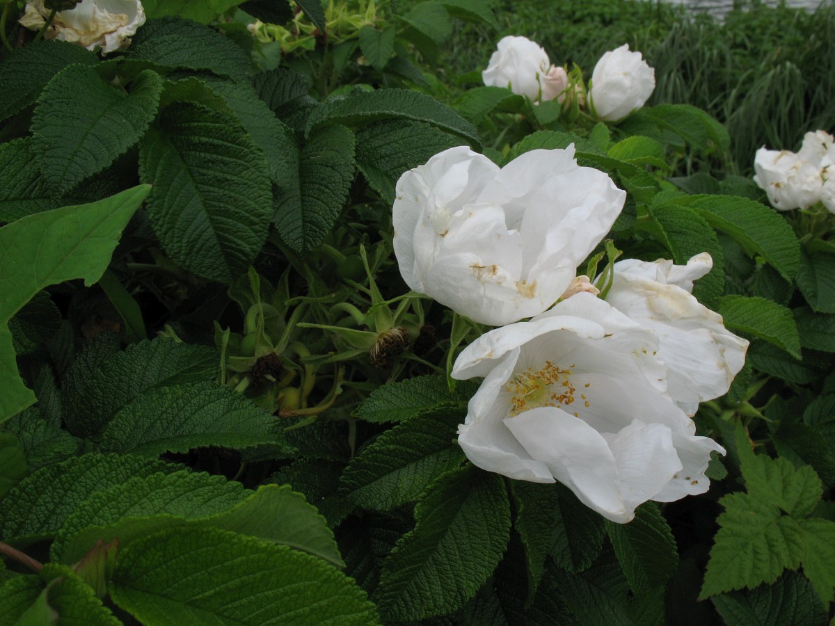 Rosa rugosa, Rugosa Rose