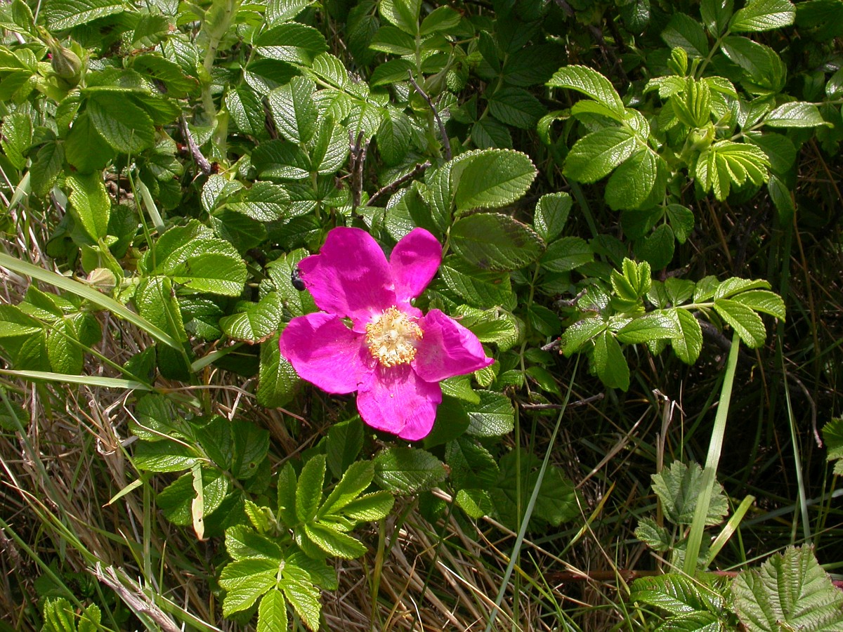 Rosa rugosa, Rugosa Rose
