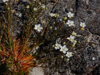 Sagina nodosa 17, Sierlijke vetmuur, Saxifraga-Ed Stikvoort