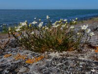 Sagina nodosa 18, Sierlijke vetmuur, Saxifraga-Ed Stikvoort