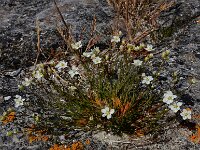 Sagina nodosa 20, Sierlijke vetmuur, Saxifraga-Ed Stikvoort