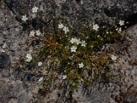Sagina nodosa 21, Sierlijke vetmuur, Saxifraga-Ed Stikvoort