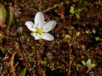 Sagina nodosa 22, Sierlijke vetmuur, Saxifraga-Ed Stikvoort