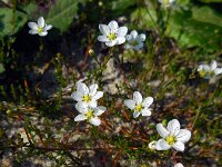 Sagina nodosa 7, Sierlijke vetmuur, Saxifraga-Ed Stikvoort