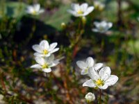 Sagina nodosa 8, Sierlijke vetmuur, Saxifraga-Ed Stikvoort