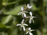Silene gallica 39, Franse silene, Saxifraga-Willem van Kruijsbergen