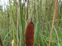Typha laxmannii 1, Bebladerde lisdodde, Saxifraga-Rutger Barendse