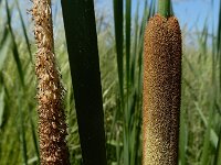 Typha laxmannii 11, Bebladerde lisdodde, Saxifraga-Ed Stikvoort