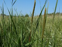 Typha laxmannii 13, Bebladerde lisdodde, Saxifraga-Ed Stikvoort