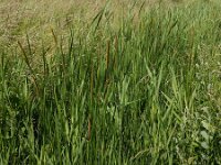Typha laxmannii 15, Bebladerde lisdodde, Saxifraga-Ed Stikvoort : s9900
