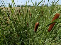 Typha laxmannii 18, Bebladerde lisdodde, Saxifraga-Ed Stikvoort : Typha laxmannii Biervliet A900