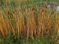 Typha laxmannii 22, Bebladerde lisdodde, Saxifraga-Ed Stikvoort : A900