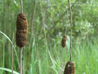 Typha laxmannii 3, Bebladerde lisdodde, Saxifraga-Rutger Barendse