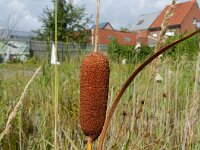 Typha laxmannii 7, Bebladerde lisdodde, Saxifraga-Rutger Barendse