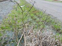 Typha laxmannii 9, Bebladerde lisdodde, Saxifraga-Rutger Barendse
