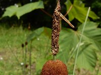 Typha minima