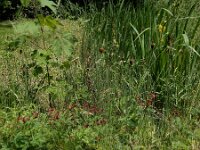 Typha minima 2, Kleinste lisdodde, Saxifraga-Ed Stikvoort