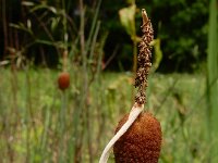 Typha minima 3, Kleinste lisdodde, Saxifraga-Ed Stikvoort : s9900