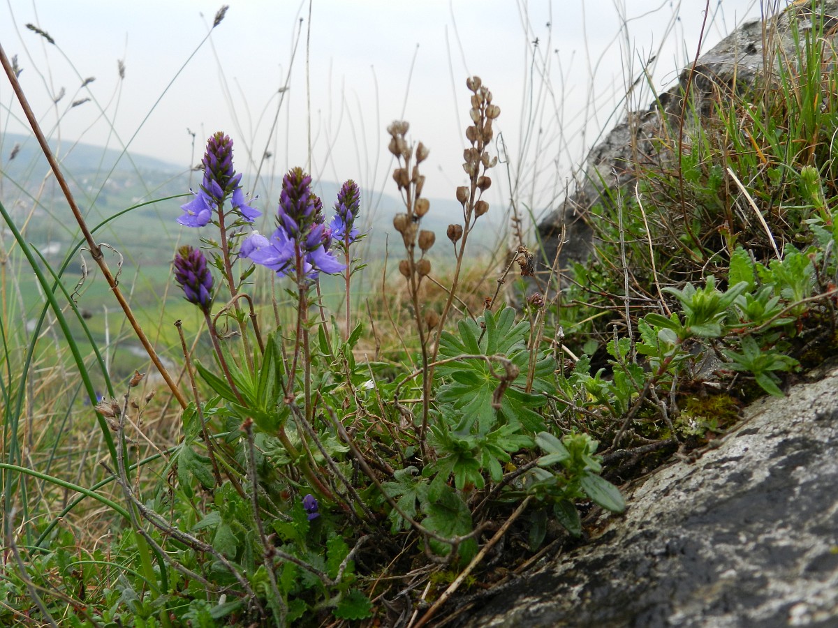 Veronica prostrata, Prostrate Speedwell