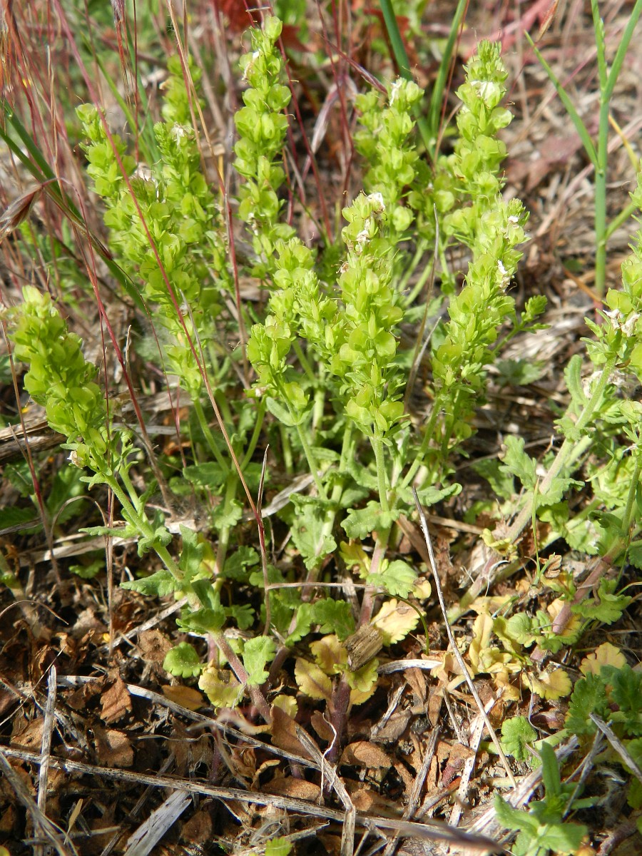 Veronica prostrata, Prostrate Speedwell