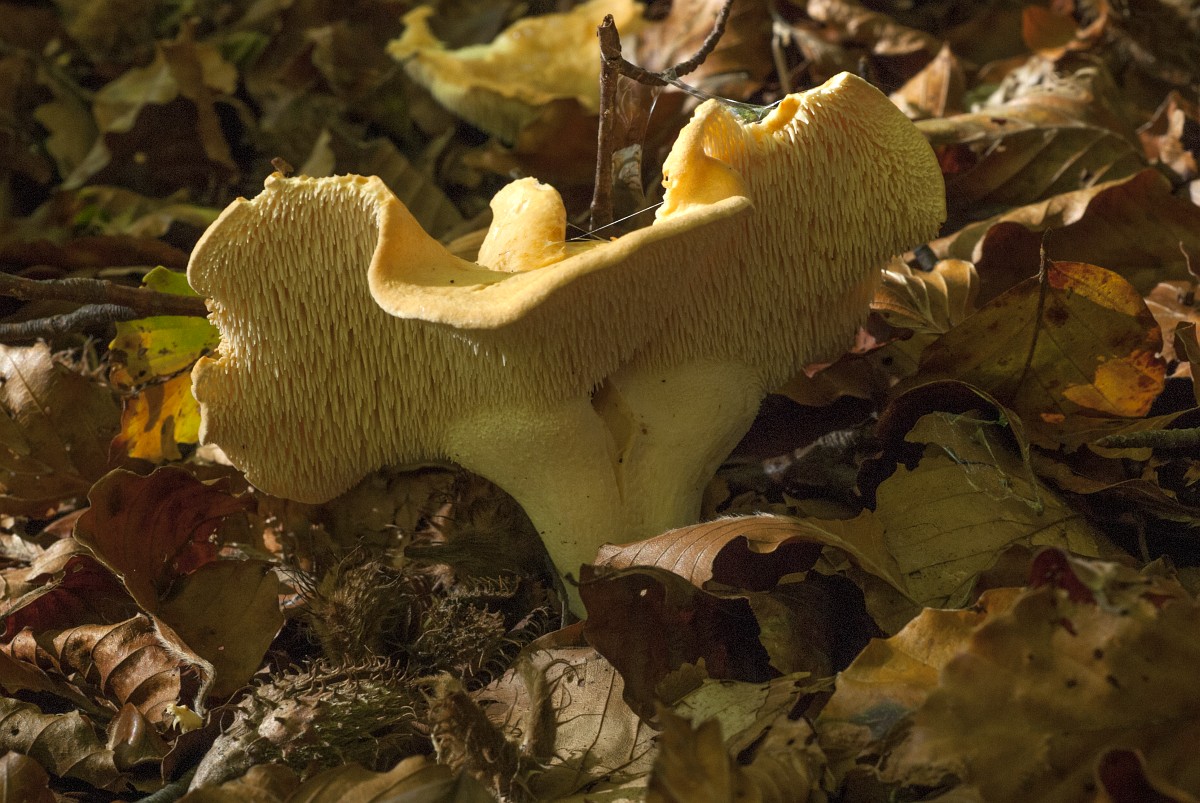 Hydnumhydnum Repandum Hydnum repandum, Wood Hedgehog