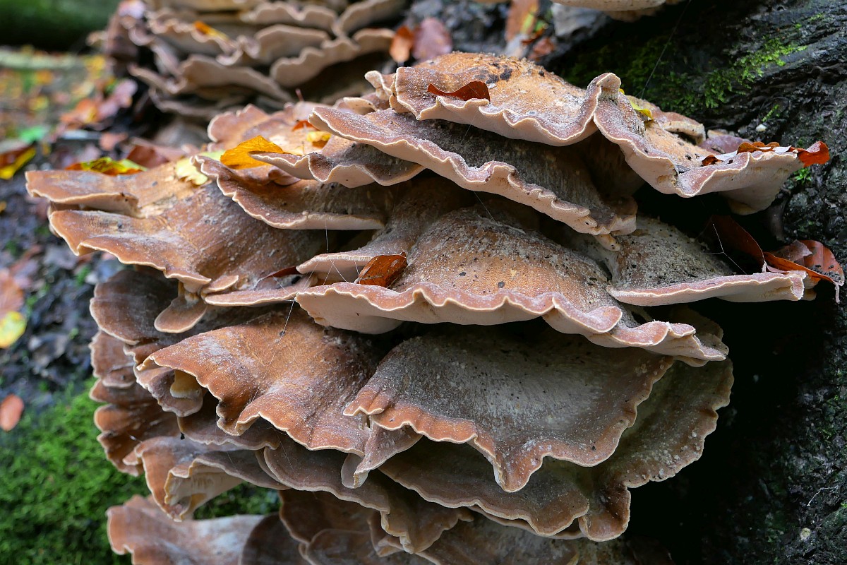 Meripilus giganteus, Giant Polypore