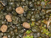 Nostocales